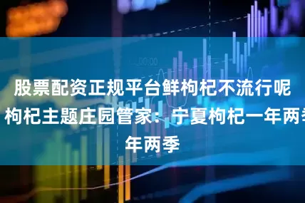 股票配资正规平台鲜枸杞不流行呢？枸杞主题庄园管家：宁夏枸杞一年两季